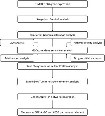 A pan-cancer analysis of the expression of STAT family genes in tumors and their relationship to the tumor microenvironment